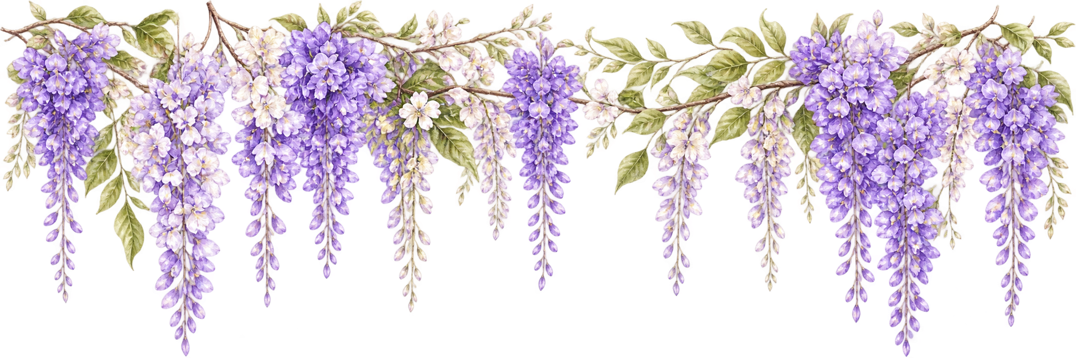 Glicinas lilas en acuarela